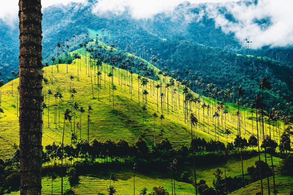 Valle de Cocora, Kolombia