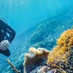Wisata Laut: Spot Menyelam yang Bikin Kamu Tak Ingin Pulang